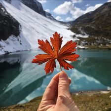 Profile image of Autumntree