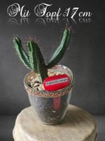 Euphorbia enopla Kaktus