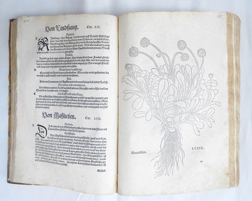 Livres: Fuchs, Leonhart. New Kreüterbuch. Original. Basel 1543 – D'occasion à Zug par AntiquariatFatzer 3
