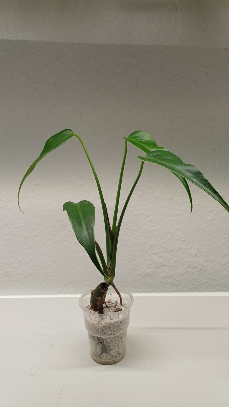 Pflanzen & Samen: Monstera BMF – Gebraucht aus Bern von uwi_8t7x