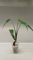 Monstera BMF