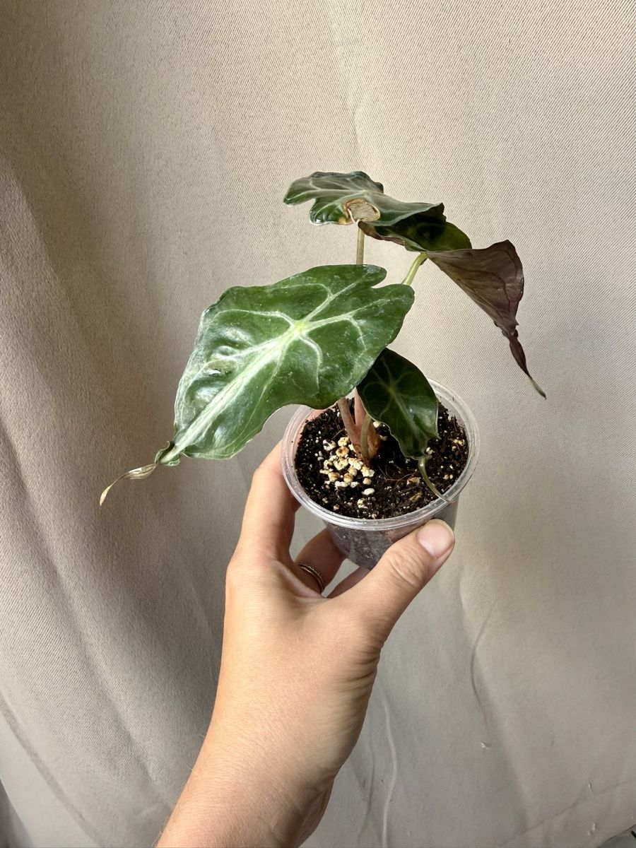 Piante & sementi: 😍 Alocasia Venom  – Nuovo (secondo la descrizione) da La Tour-de-Trême venduto da LyAmy 1