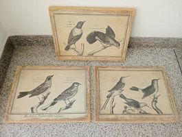 3er Set Wandbilder Vintage Vögel Histoire Naturelle — 40x31