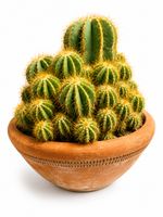 🌵 Wunderschöner großer Goldkugelkaktus / Zierkaktus im Terr