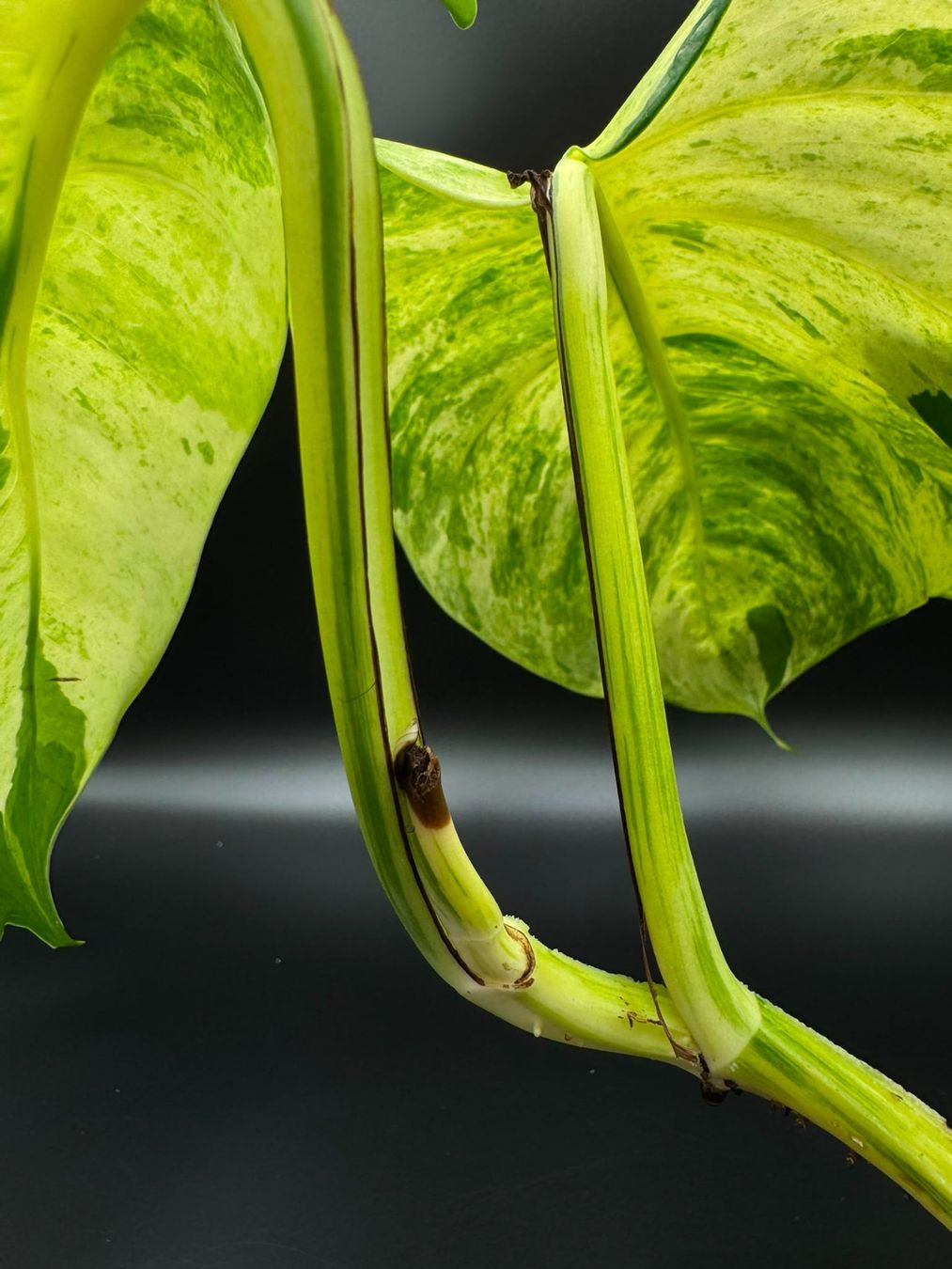 Piante & sementi: Epipremnum aureum 'Manjula' – Nuovo (secondo la descrizione) da Bühler venduto da googelibear 5