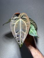 Anthurium Carlablackiae x noid 