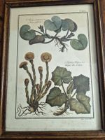 Altes botanisches Bild Asarum europaeum Tussilago Farfara