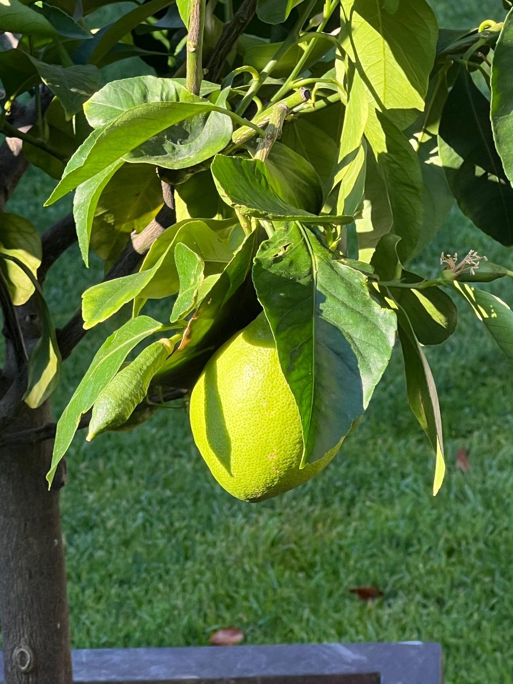 Plantes & graines: dekorativer Zitronenbaum – D'occasion à Grüningen par pie_b8yx 1