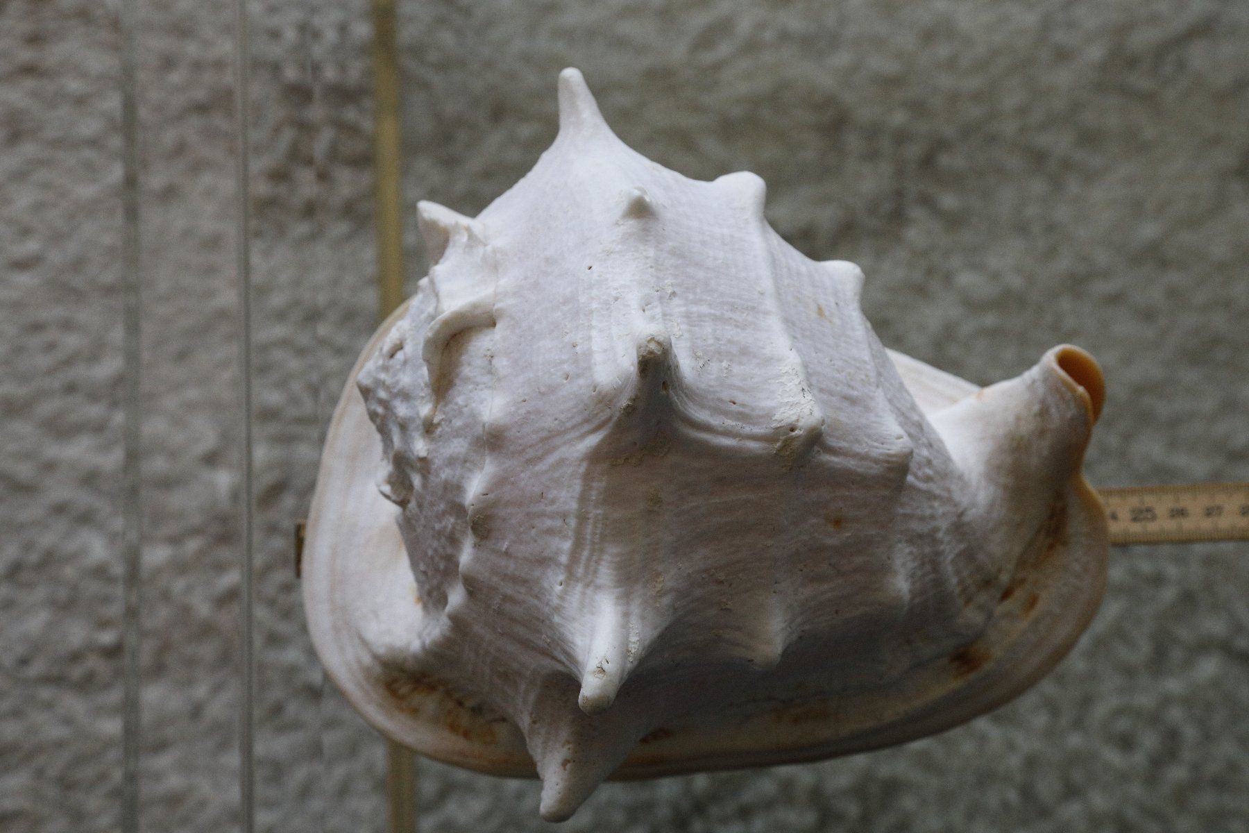 Tutte le decorazioni: Grosse Cassis Cornuta Muschel, 24 cm – Usato da Zürich venduto da evolve1 1