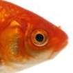 Profile image of Dario_Mupf