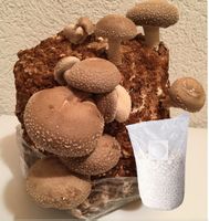 Semences de Shiitake (Lentinula edodes)-Mycélium sur Grains