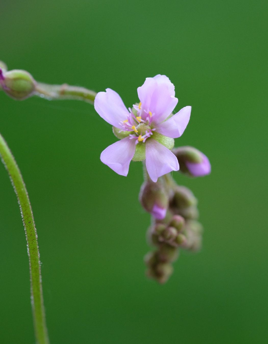 Piante & sementi: Drosera aliciae Samen – Nuovo (secondo la descrizione) da Gerolfingen venduto da Azora 2