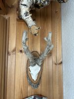 Trophäe Rehbock im Bast einheimisch