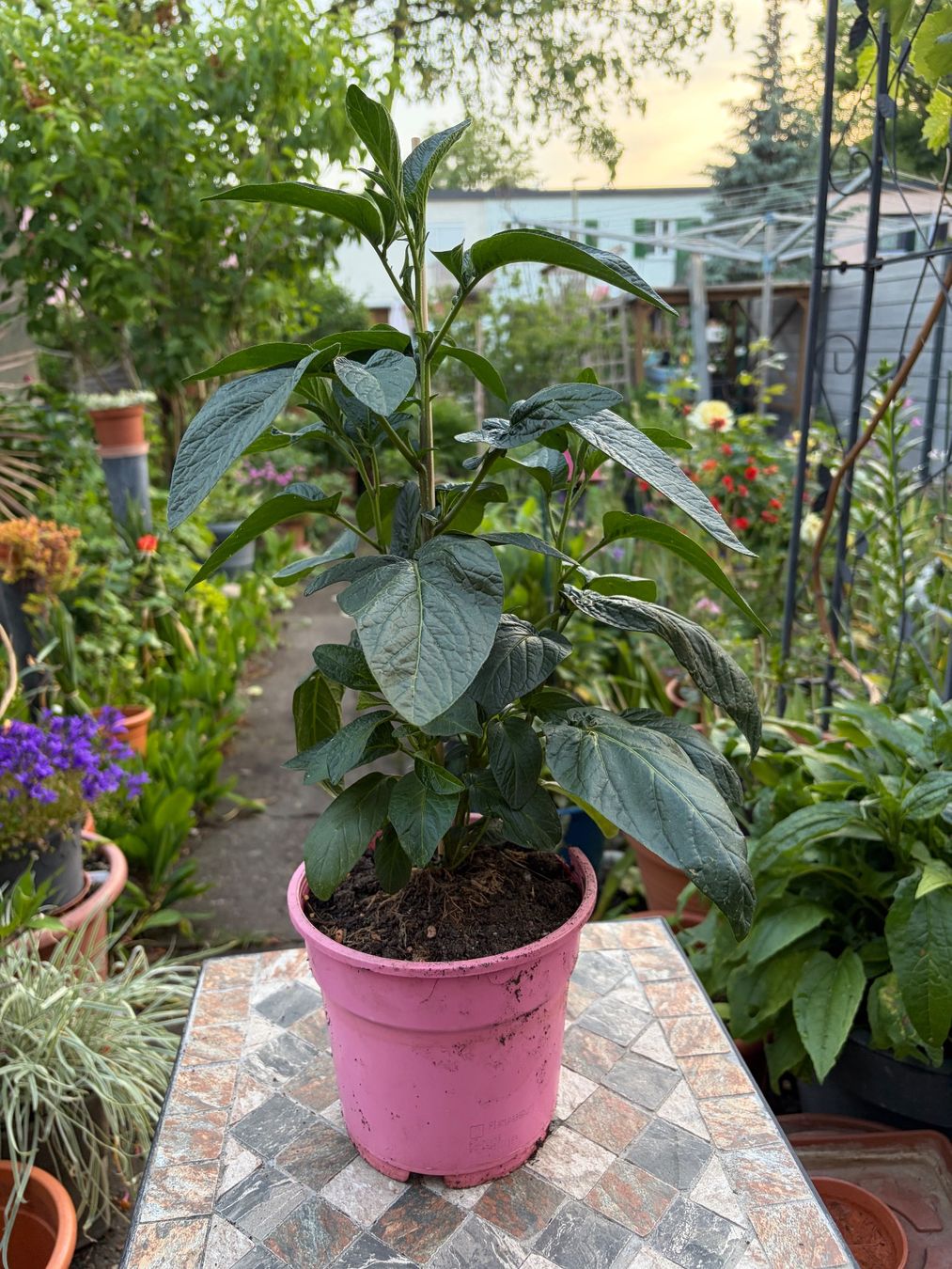 Pflanzen & Samen: Melonenbirne, Pepino, Solanum muricatum – Neu (gemäss Beschreibung) aus Winterthur von Aniger