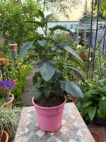 Melonenbirne, Pepino, Solanum muricatum