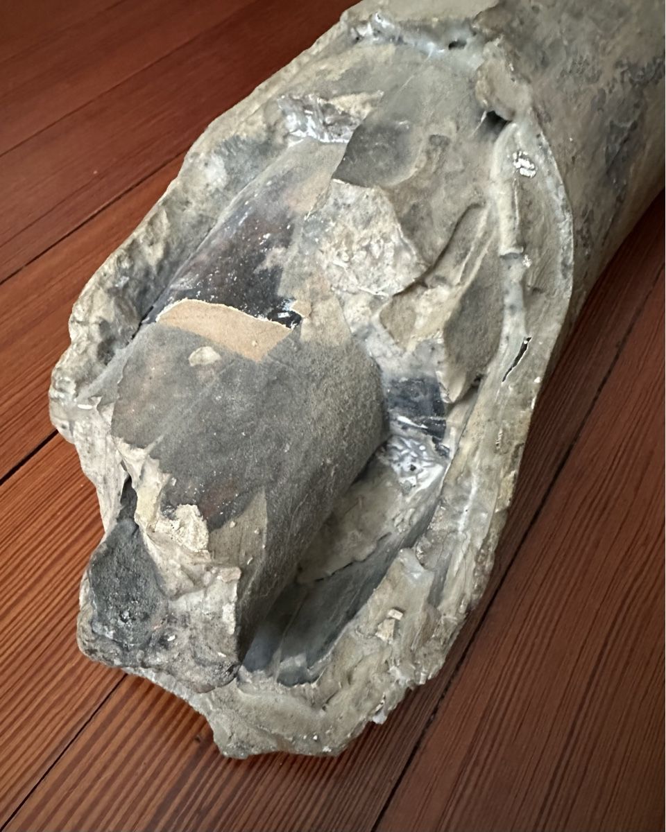 Fossili: Mammut Stooszahn – Usato da Zürich venduto da Peci007 2