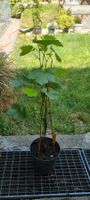 Weinrebe Lakemont Jungpflanze im Topf kernlos