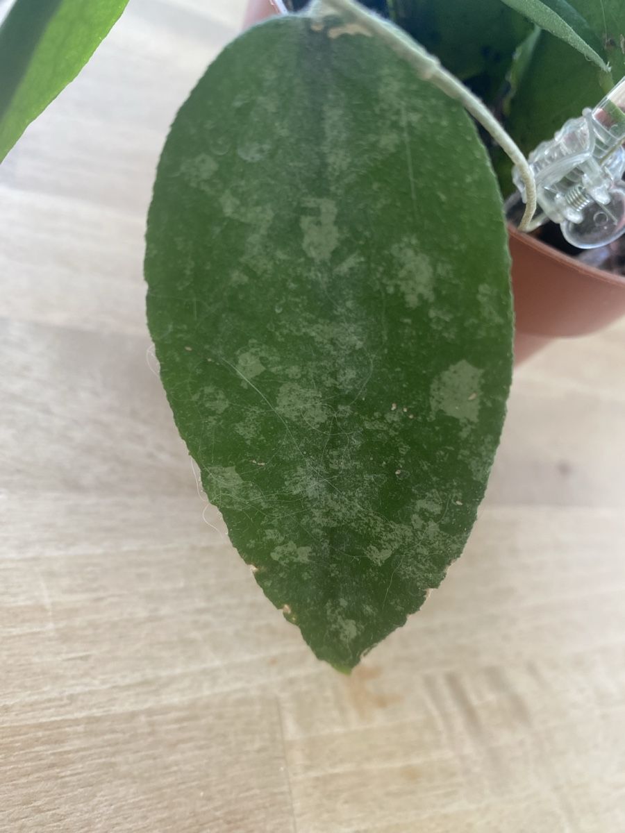 Piante & sementi: Hoya caudata Sumatra – Usato da Alchenflüh venduto da smart- 1