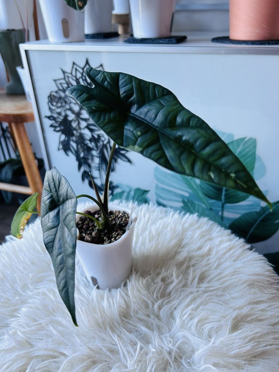 Piante & sementi: Alocasia Simpo Albovariegata – Nuovo (secondo la descrizione) da Scherzingen venduto da Elefantenohr.ch 1