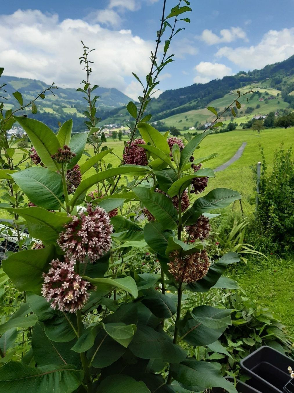 Piante & sementi: Papageienblume-hüb. Samenstand  40 Samen – Nuovo (secondo la descrizione) da Ibach venduto da chaemilochhobbygarte 4