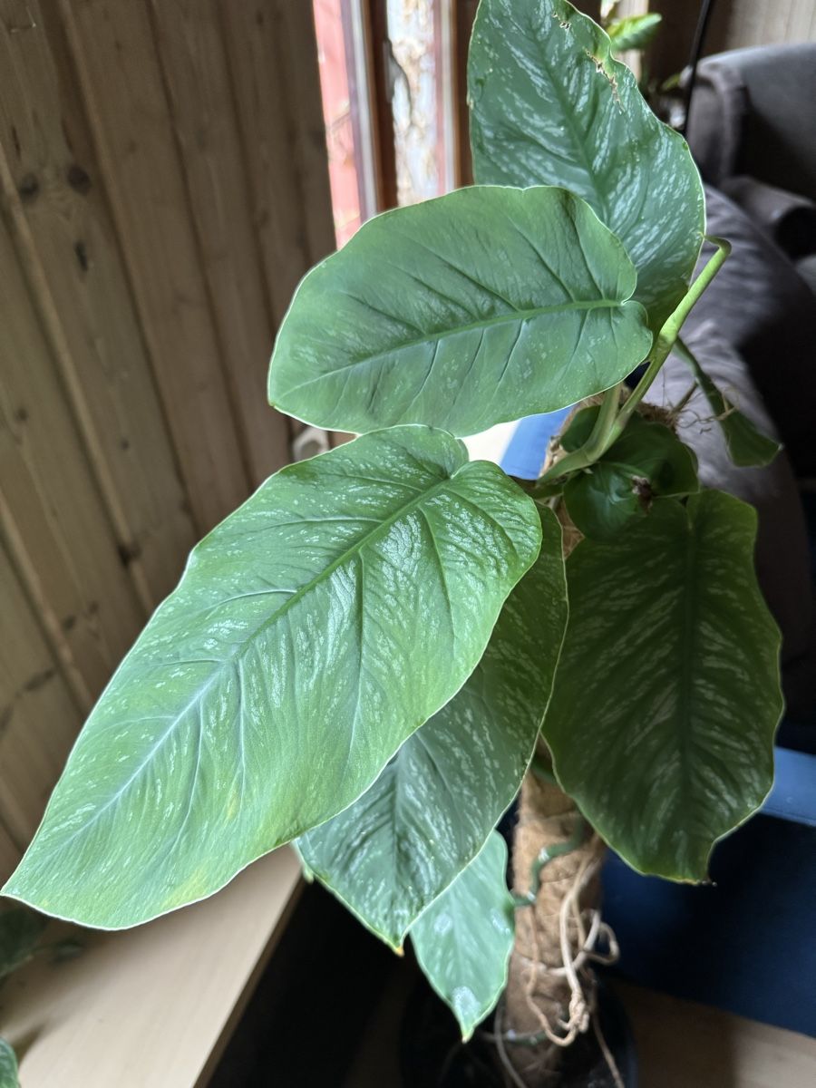 Plantes & graines: Grosse Monstera Dubia - Ab 1.– CHF – D'occasion à Männedorf par mrclst 2