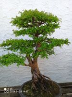 Top-Solitär-Bonsai Chin. Ulme Gross kaum zu Finden Top !