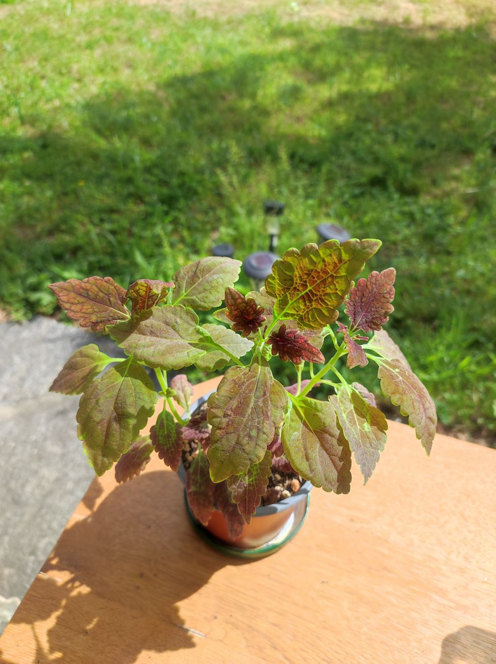 Piante & sementi: Coleus – Usato da Hasliberg Hohfluh venduto da eva_9895 1