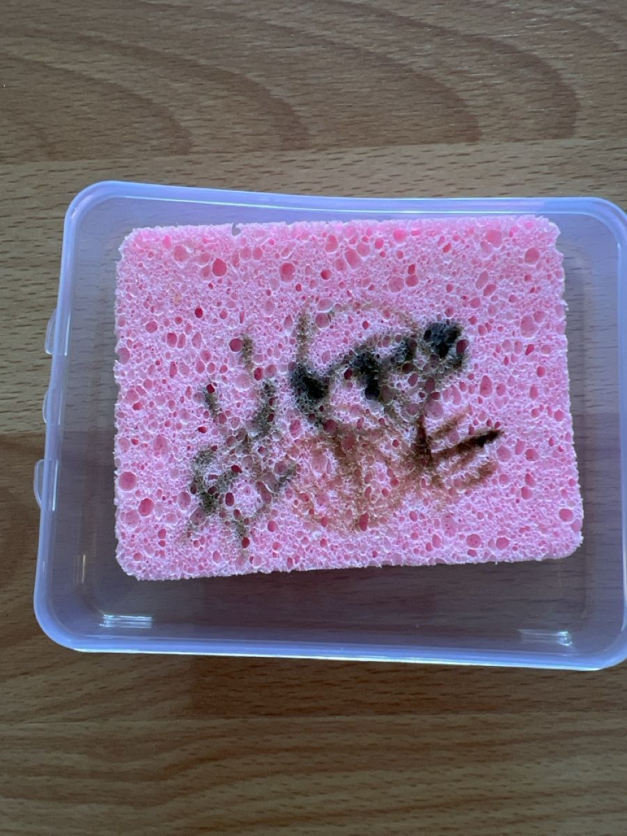 Altro per la casa: Mal-Schwamm pink mit Box neu – Usato da Olten venduto da Sonjason 2