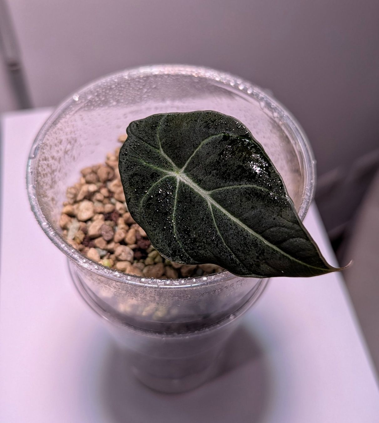 Piante & sementi: Alocasia Black Velvet – Usato da Gravesano venduto da suc_8dhv 1