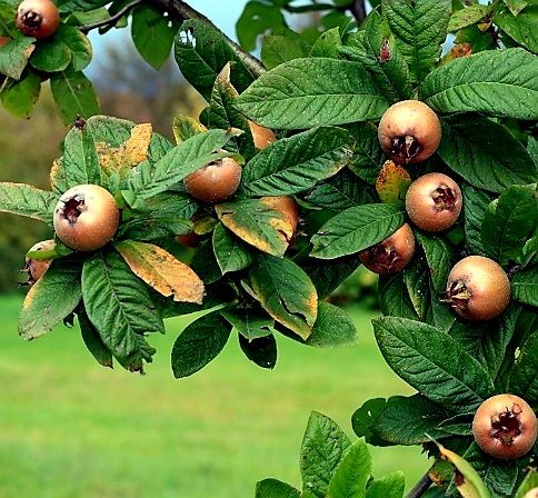 Piante & sementi: Ab 5.- fr 5 Samen Germanische (oder winterliche) Mispel Süß – Nuovo e nell'imballaggio originale da Rovio venduto da POSITIFFARTandPLANTS 1
