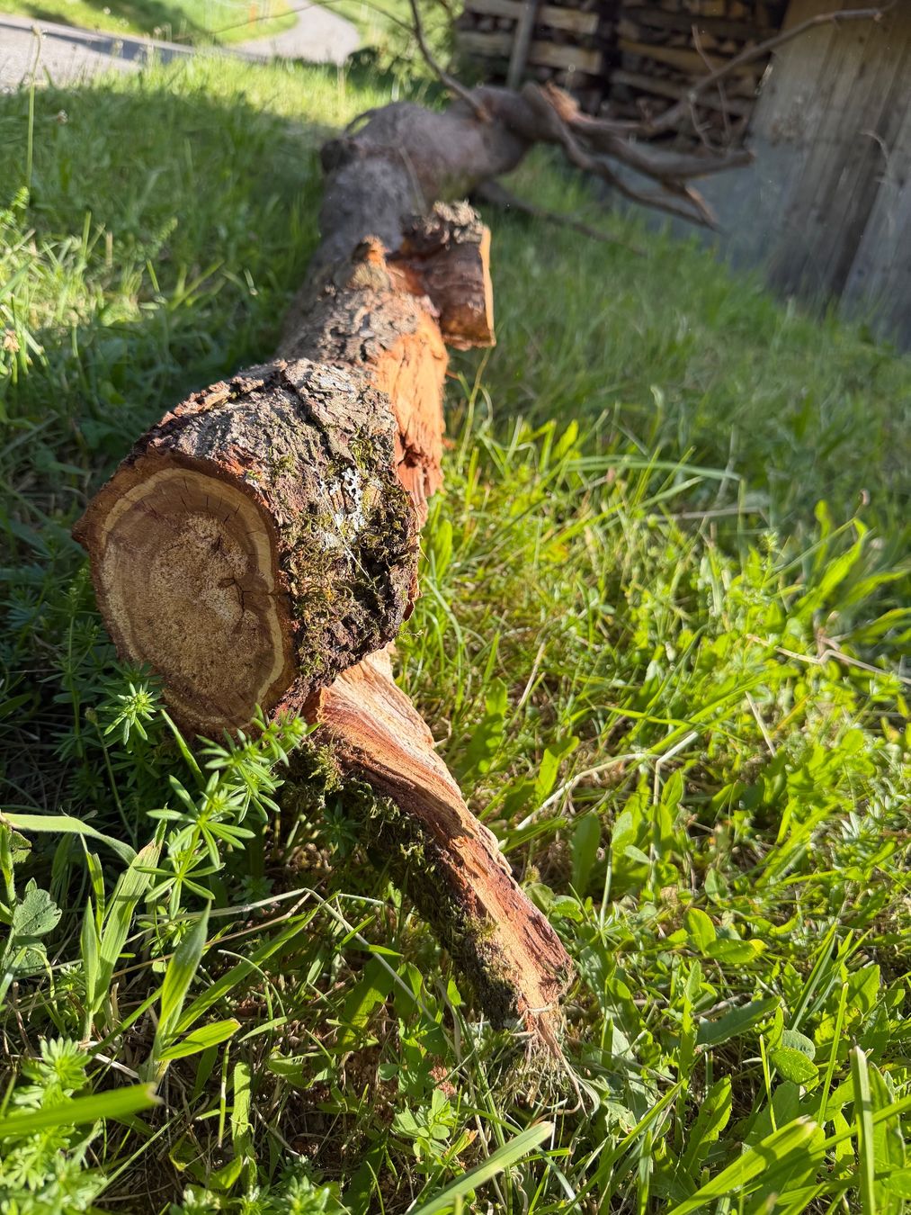 Articoli in legno: Schöner Zwetschgen Holzstamm – Usato da Huttwil venduto da Burk3 1