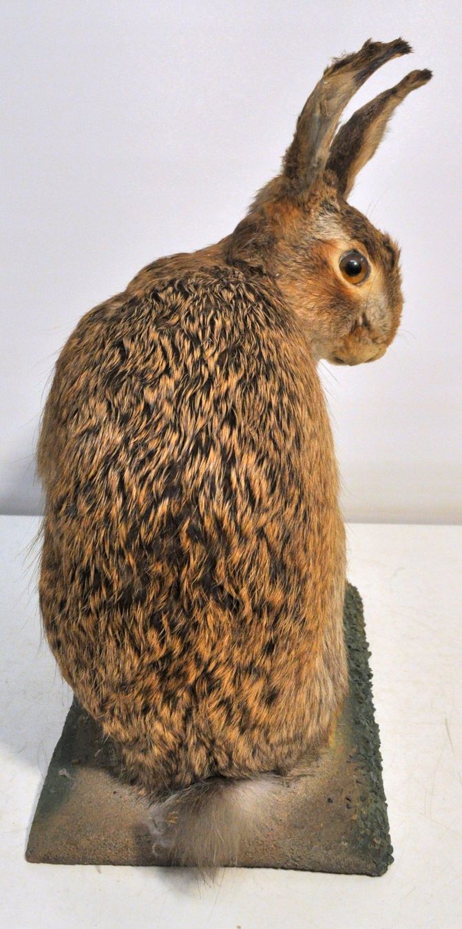 Welt der Tiere: Lièvre naturalisé – Gebraucht aus Neuchâtel von Neuchatel 3