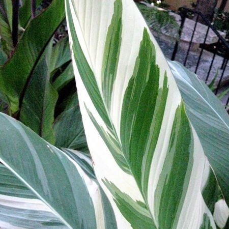 Piante & sementi: Canna indica STUTTGART VARIEGATA – Usato da Bremblens venduto da FIBONACCI369