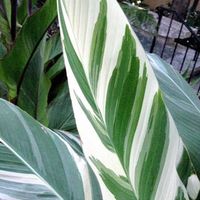 Canna indica STUTTGART VARIEGATA