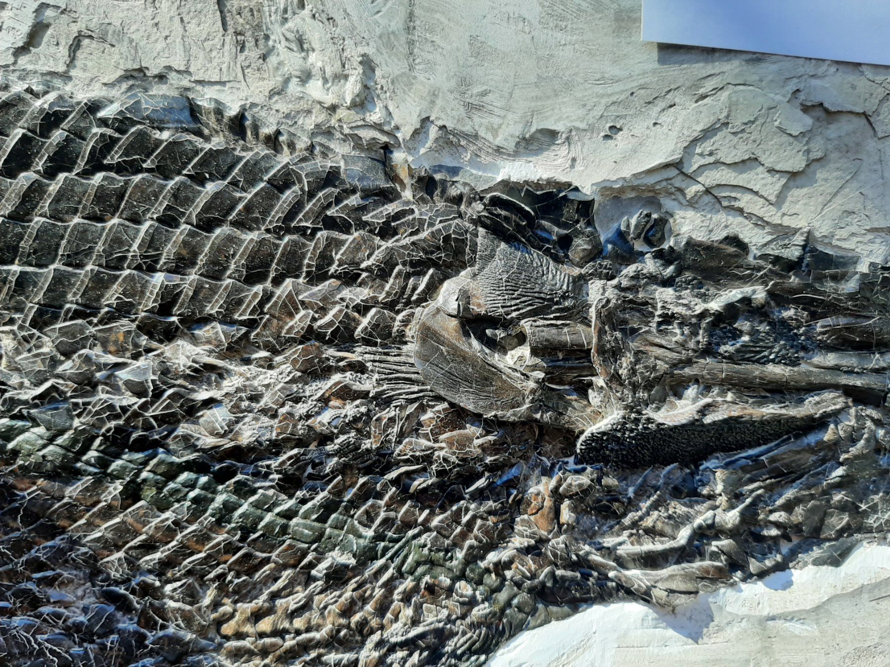 Fossili: Fossiler Fisch, Knochenhecht – Usato da Rickenbach BL venduto da Oktober68 8