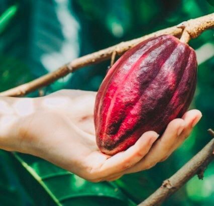 Piante & sementi: Ab 5.- fr THEOBROMA CACAO 2 Echte Kakaobohnen – Nuovo e nell'imballaggio originale da Rovio venduto da POSITIFFARTandPLANTS 6