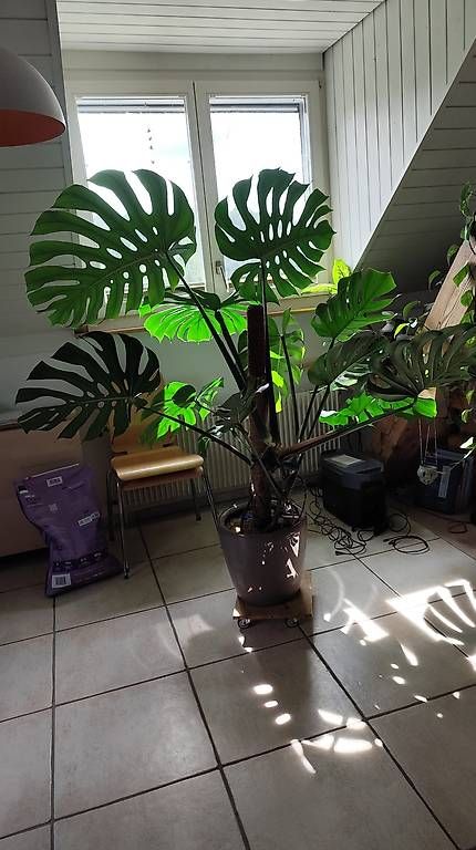 Pflanzen & Samen: Wunderschöne große Monstera  – Gebraucht aus Flurlingen von thinkfree 2
