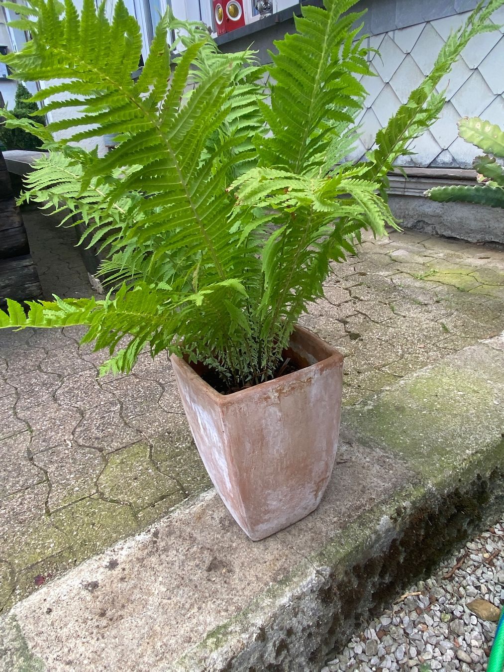 Plantes & graines: Gartenpflanzen – D'occasion à Krummenau par Schmudel 2