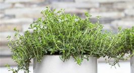Sarriette Satureja Hortensis 15g
