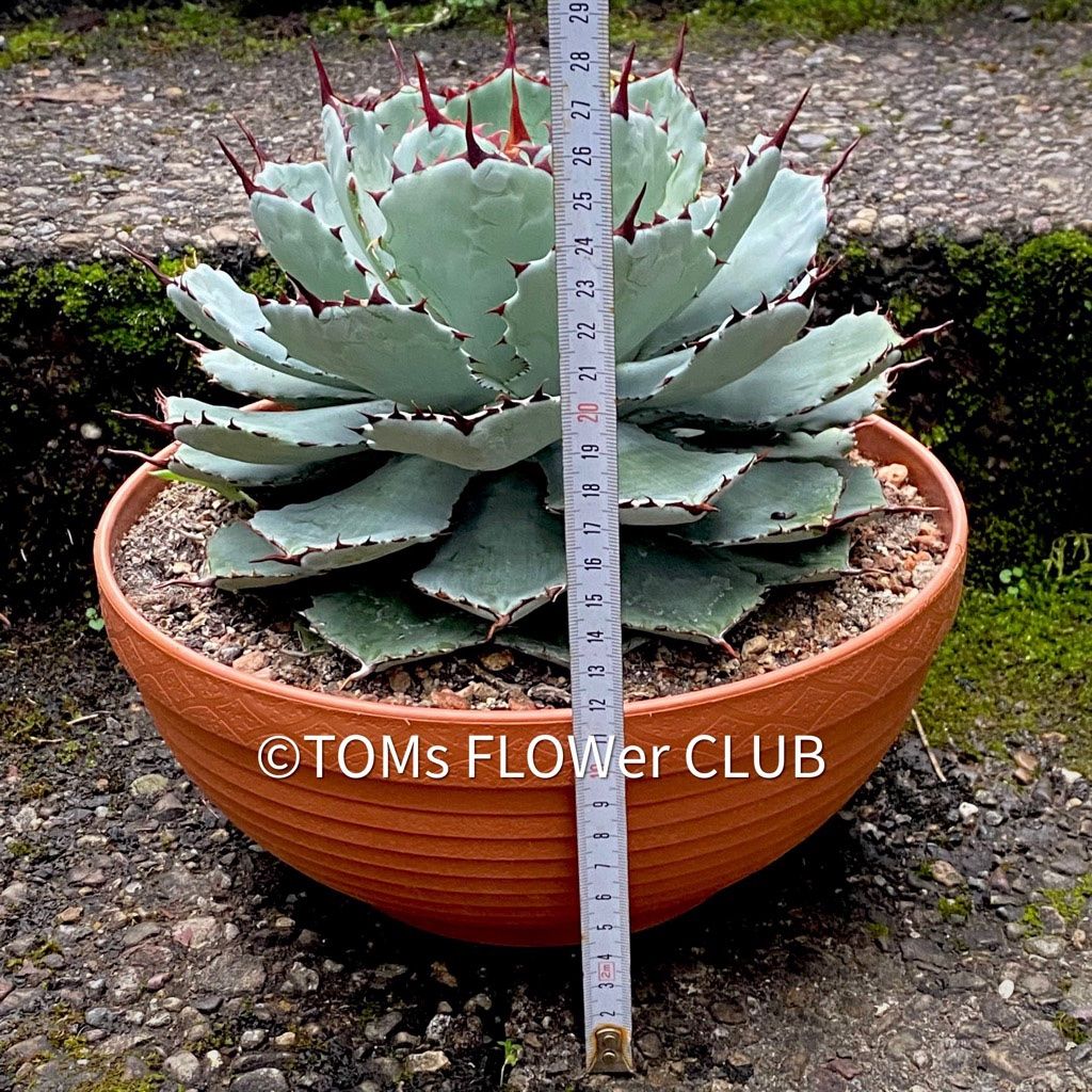 Piante & sementi: Agave Potatorum Kichiokan Ø 20cm – Nuovo e nell'imballaggio originale da Adliswil venduto da asTOMas963 1
