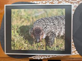 Gerahmtes Bild. Waran? 40x30cm guter Zustand