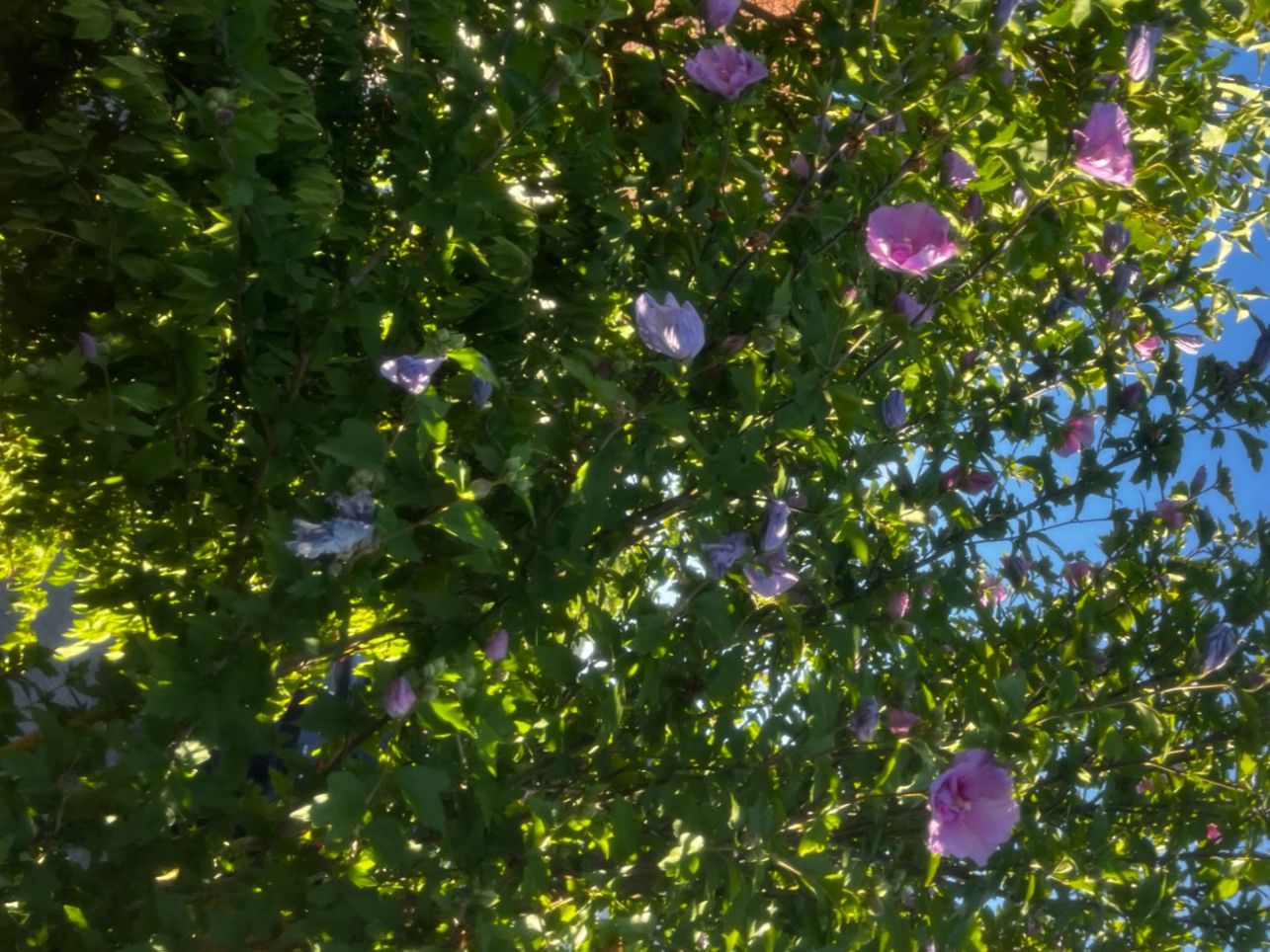 Piante & sementi: Hibiskus Violett – Nuovo (secondo la descrizione) da Vinelz venduto da Wellensittich55 6