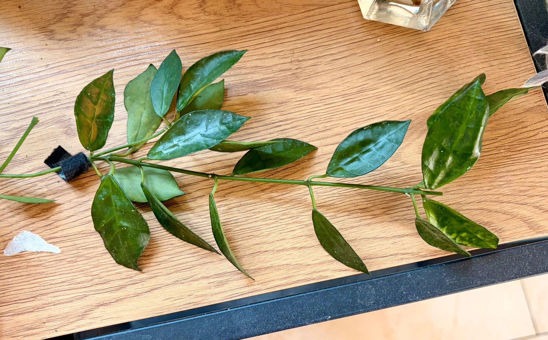 Pflanzen & Samen: Hoya Lacunosa Amarillo – Gebraucht aus Kaiseraugst von dka_b97z