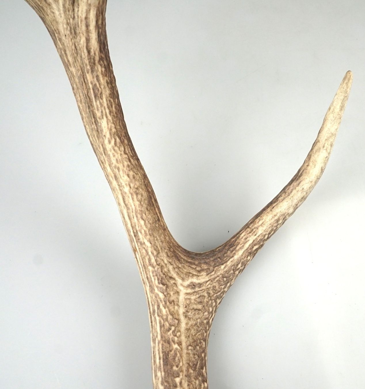 Il mondo degli animali: einzelnes Hirschhorn – Usato da Volketswil venduto da brockipfannenstil 3