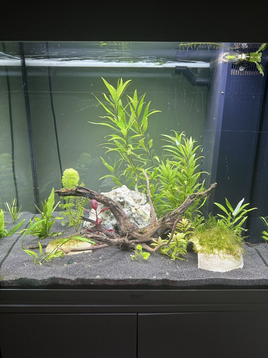Acquari: Juwel Aquarium 120 Liter – Usato da Ottenbach venduto da tickorus 1