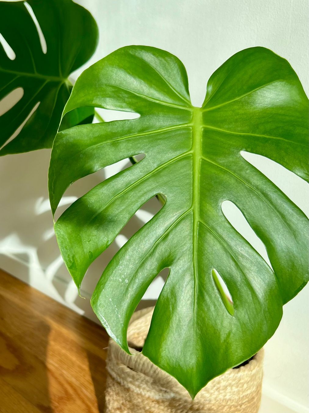Pflanzen & Samen: Monstera Deliciosa😍 – Gebraucht aus Glattpark(Opfikon) von ste_n99y 8