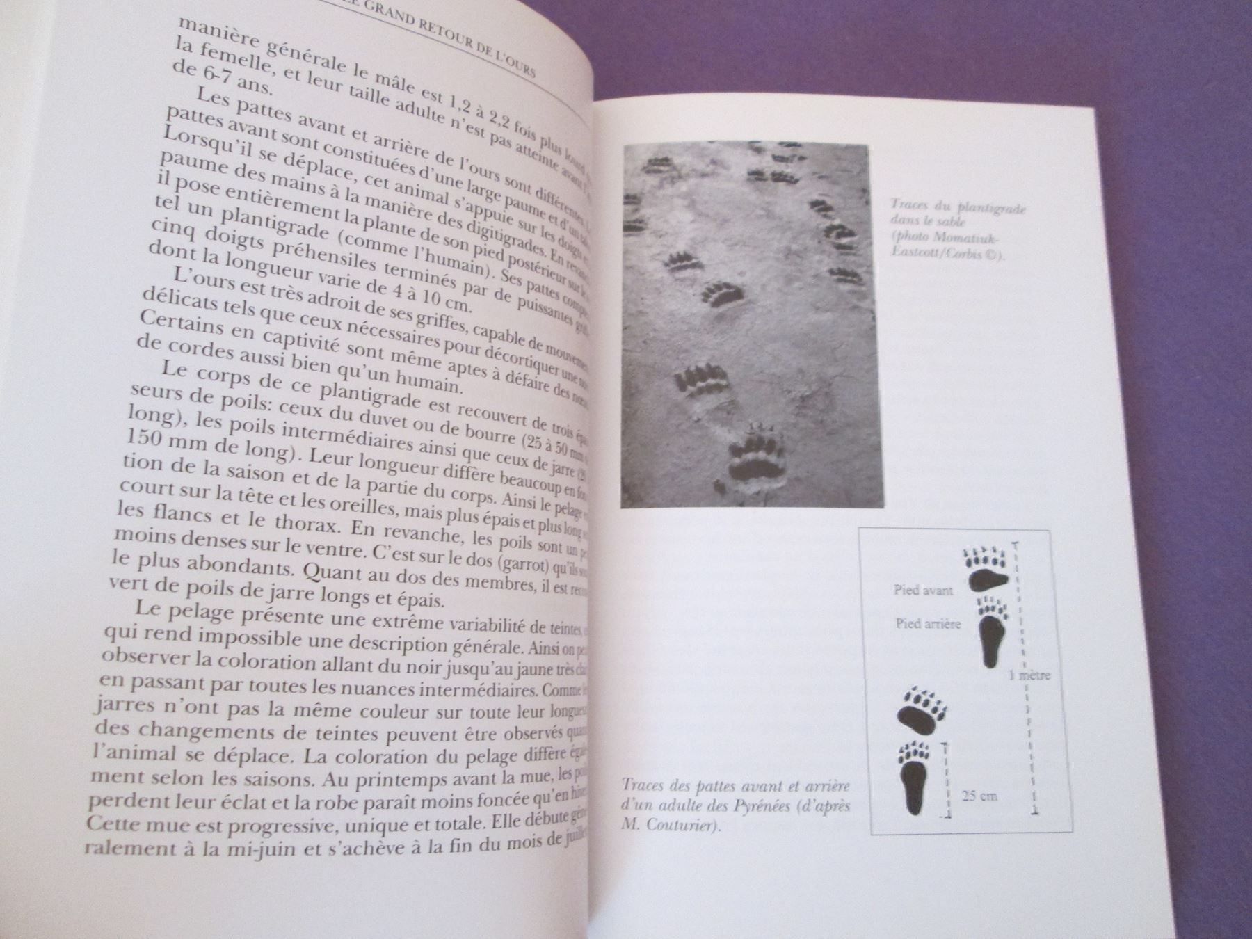 Libri: Le grand retour de l'ours – Usato da Neuchâtel venduto da Dualseele 3