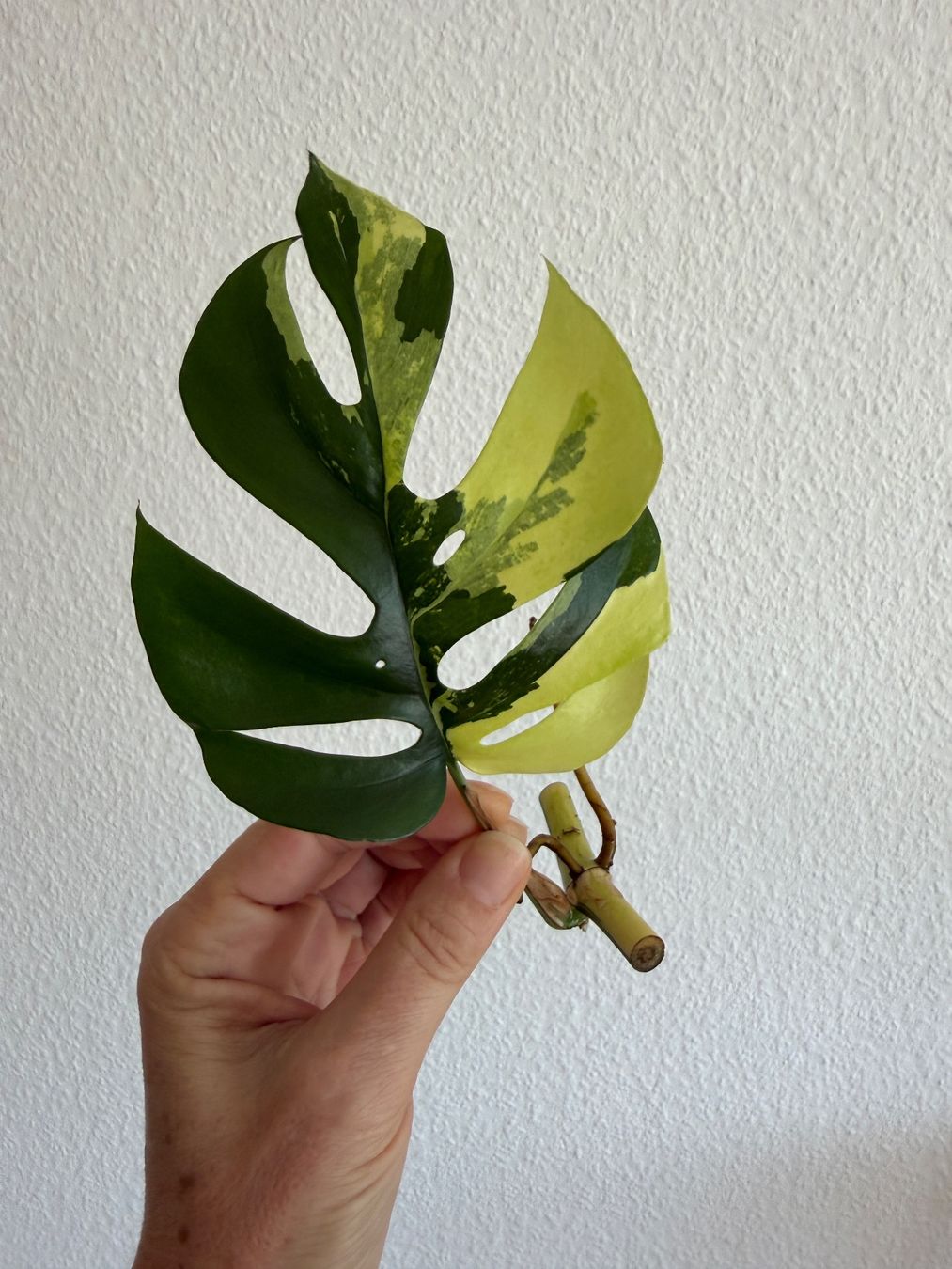 Piante & sementi: Monstera Minima variegata Stamm-Steckling – Usato da Luzern venduto da Pegasus003
