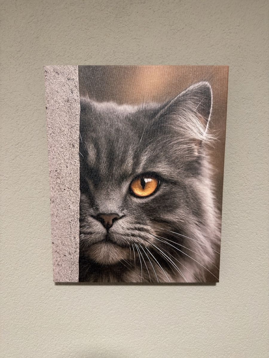 Dipinti: Katzenportrait | Leinwand  – Nuovo (secondo la descrizione) da Amriswil venduto da diegofend