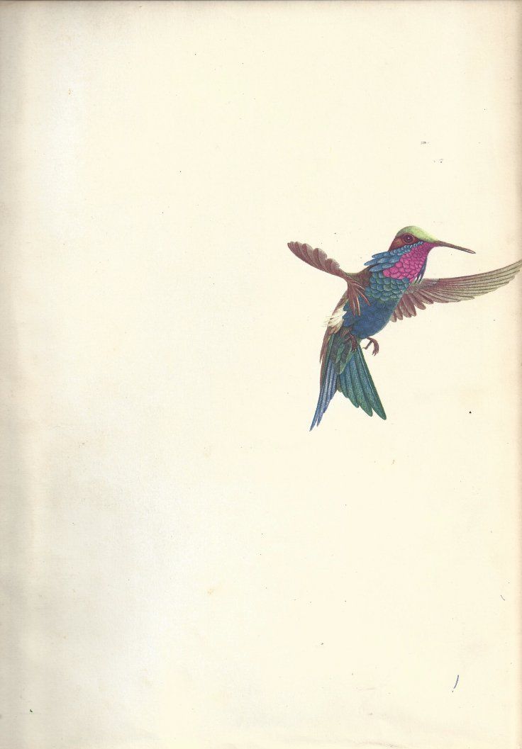 Bücher: Livre Oiseaux de Paradis et Colibris illustrations – Gebraucht aus Courtepin von Marisou2 1